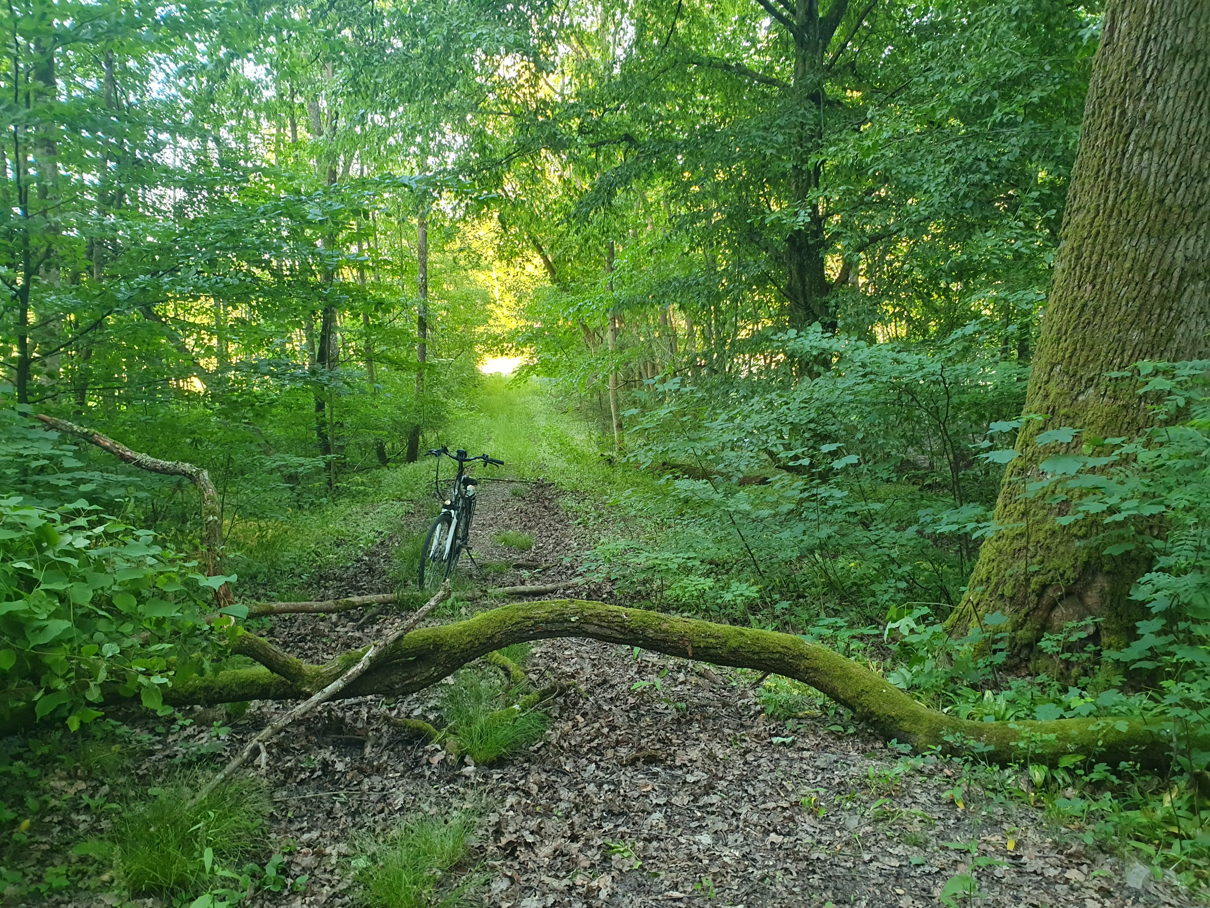 Bike in the Forest